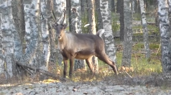    На опубликованных кадрах видно, что впереди стада идет шестилетняя важенка