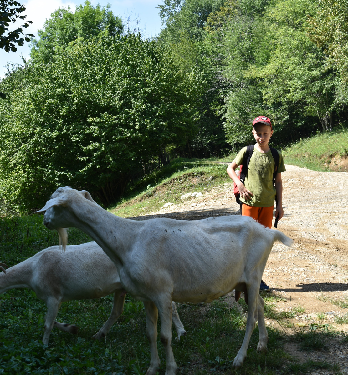 Местные рогатые жительницы