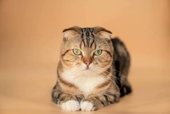 Фото из Интернета. 