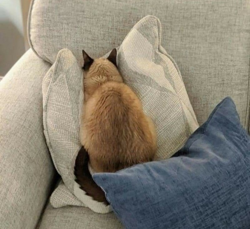 Фото из Интернета. 