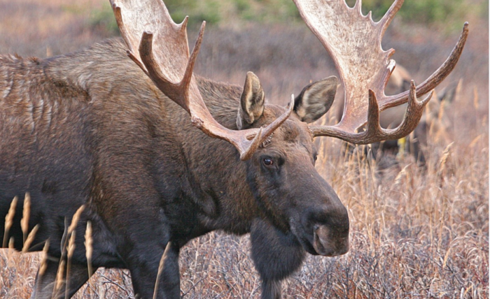 Лось просто бежал по лесу и никак не рассчитывал на такую популярность / Фото: pxhere.com