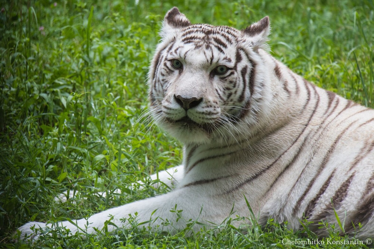    Фото: К. Челомбитко