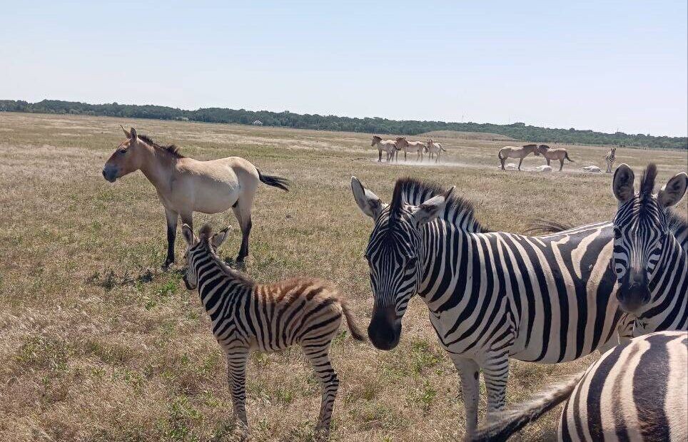    Фото: пресс-служба министерства природных ресурсов, экологии и рыболовства Херсонской области
