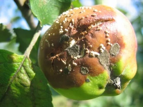 Монилиоз на яблоках