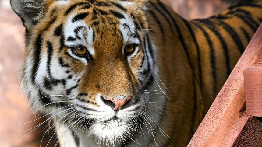    Фото: © РИА Новости/Илья Наймушин