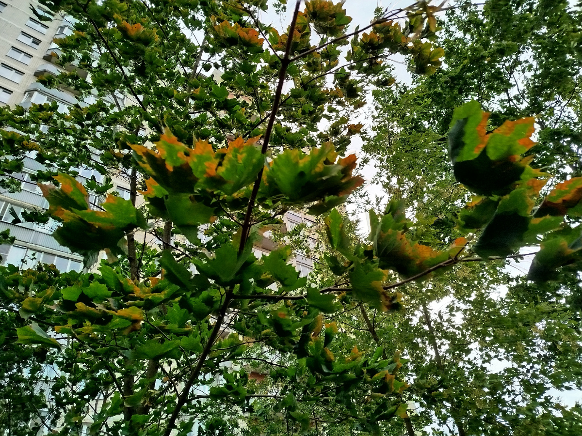 Листья уже желтеют.