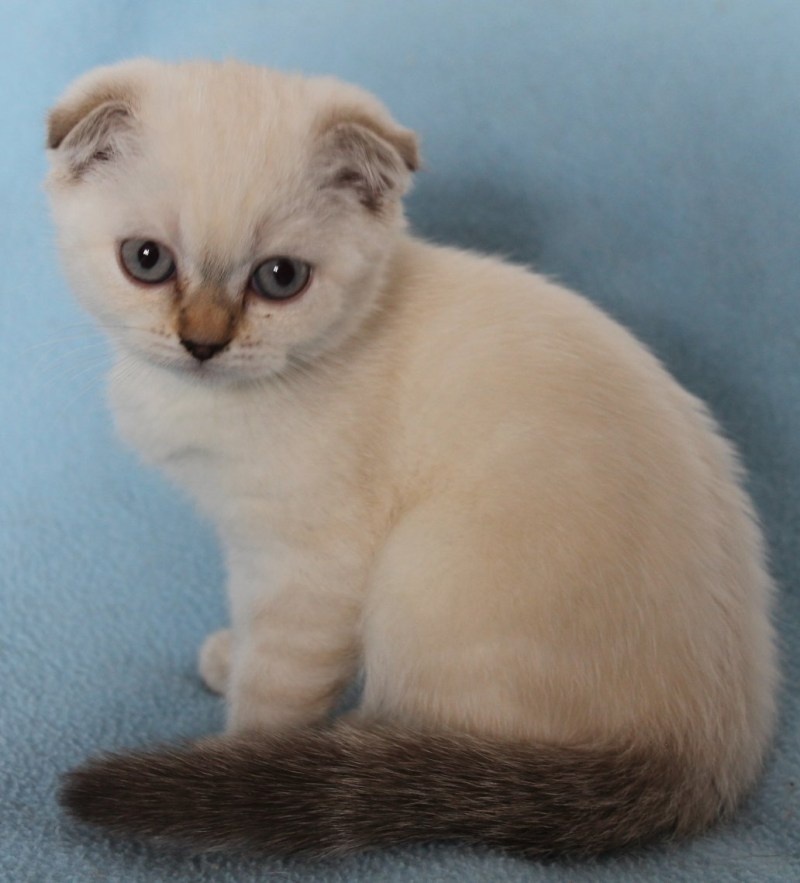 Вот такой, только взрослый котик  - герой рассказа