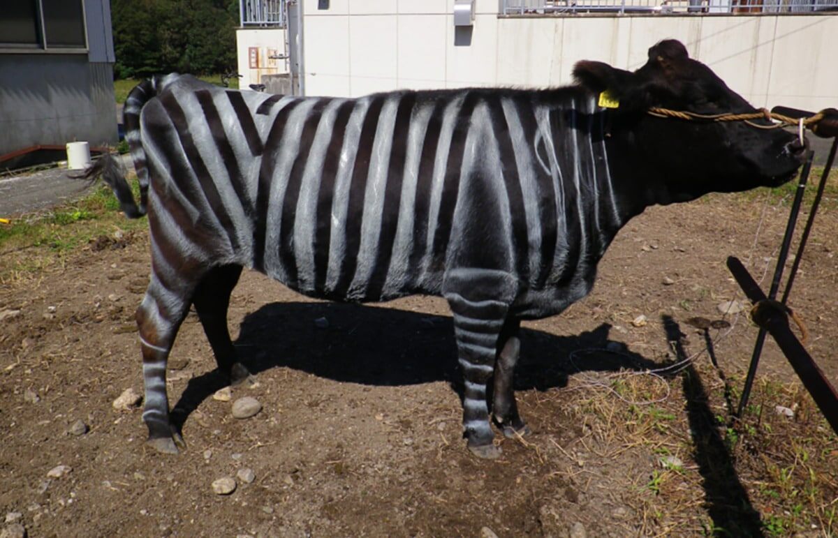    Корова с полосками зебры / © Plos