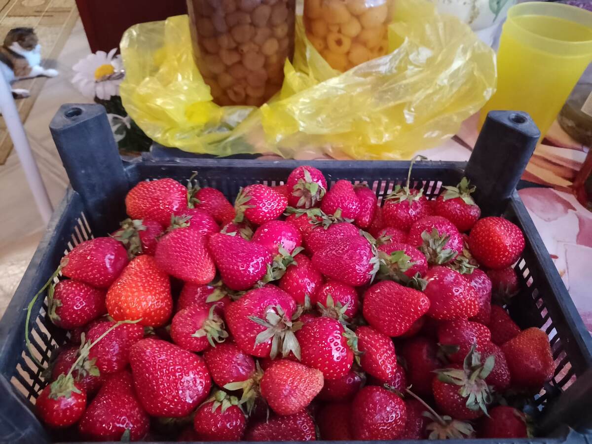 Фото автора, краснодарская клубника