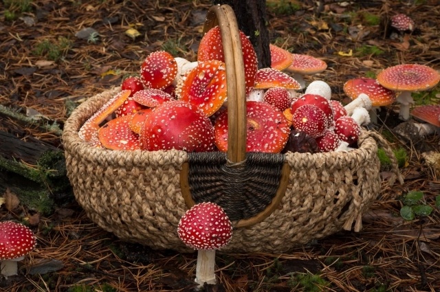    Люди верят, что мухоморы помогают при болях в суставах, воспалениях кожи и даже серьезных заболеваниях. Фото: АиФ-Казань