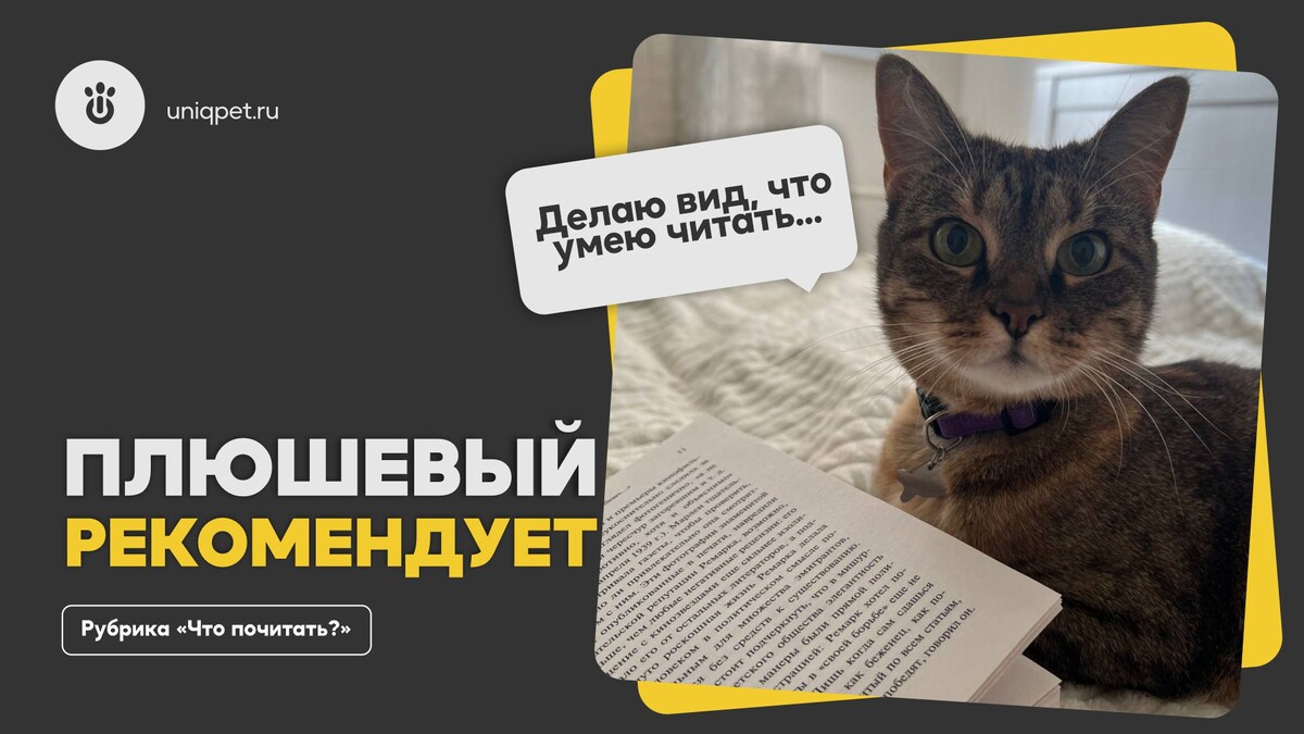 Котоэксперт UNIQPET из Москвы Шаня