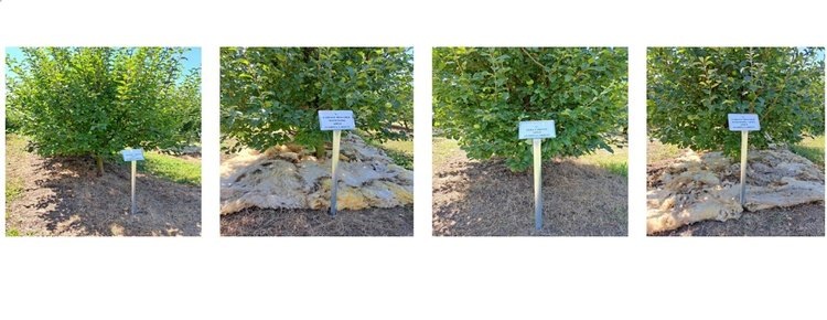    Какая органическая мульча может стать хитом для выращивания яблони в современном саду