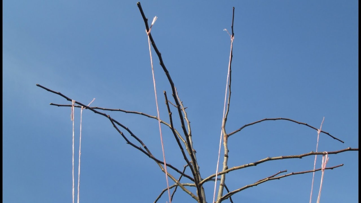 Плодоношение груши