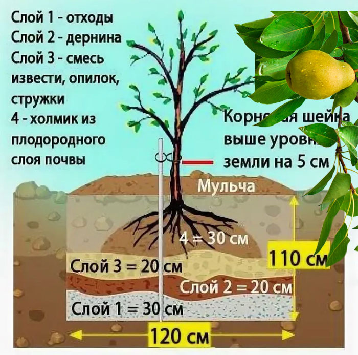 Посадочная яма для груши