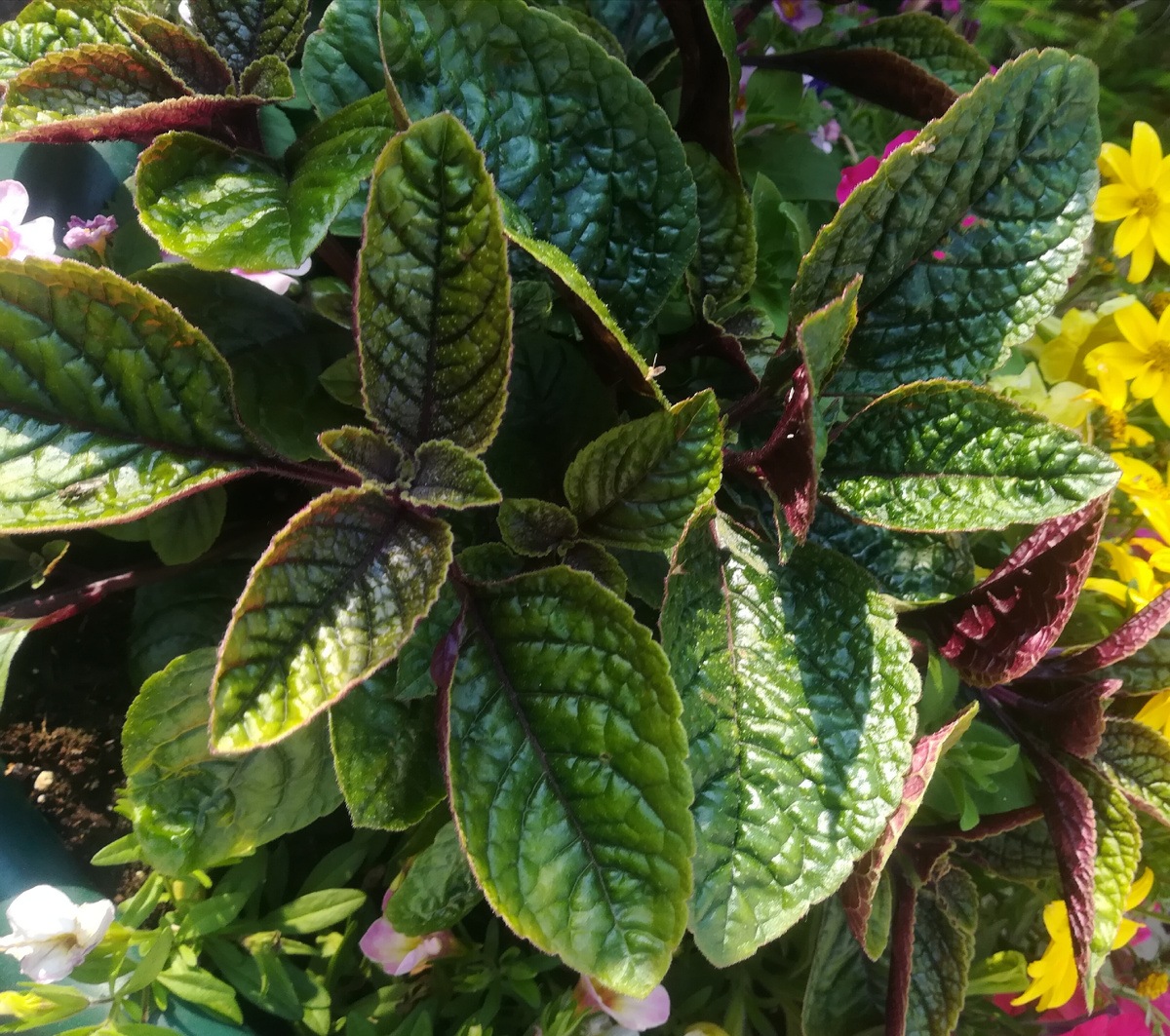 Зелень у плектрантуса сочная, свежая, яркая на протяжении всего летнего сезона