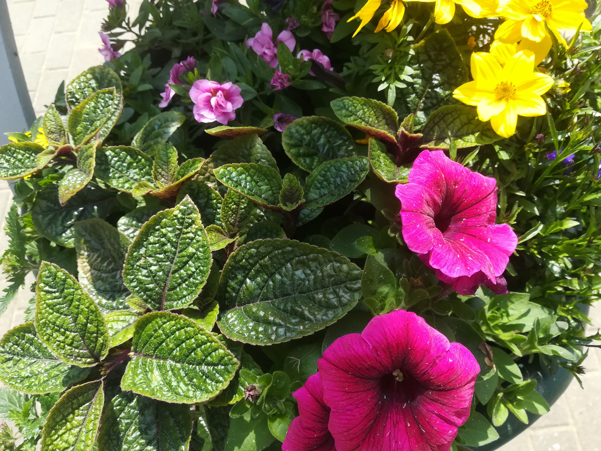 Сочная зелень плектрантуса подчеркивает яркость петунии и калибрахоа