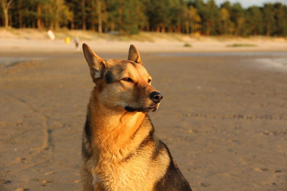 Этот Ричард