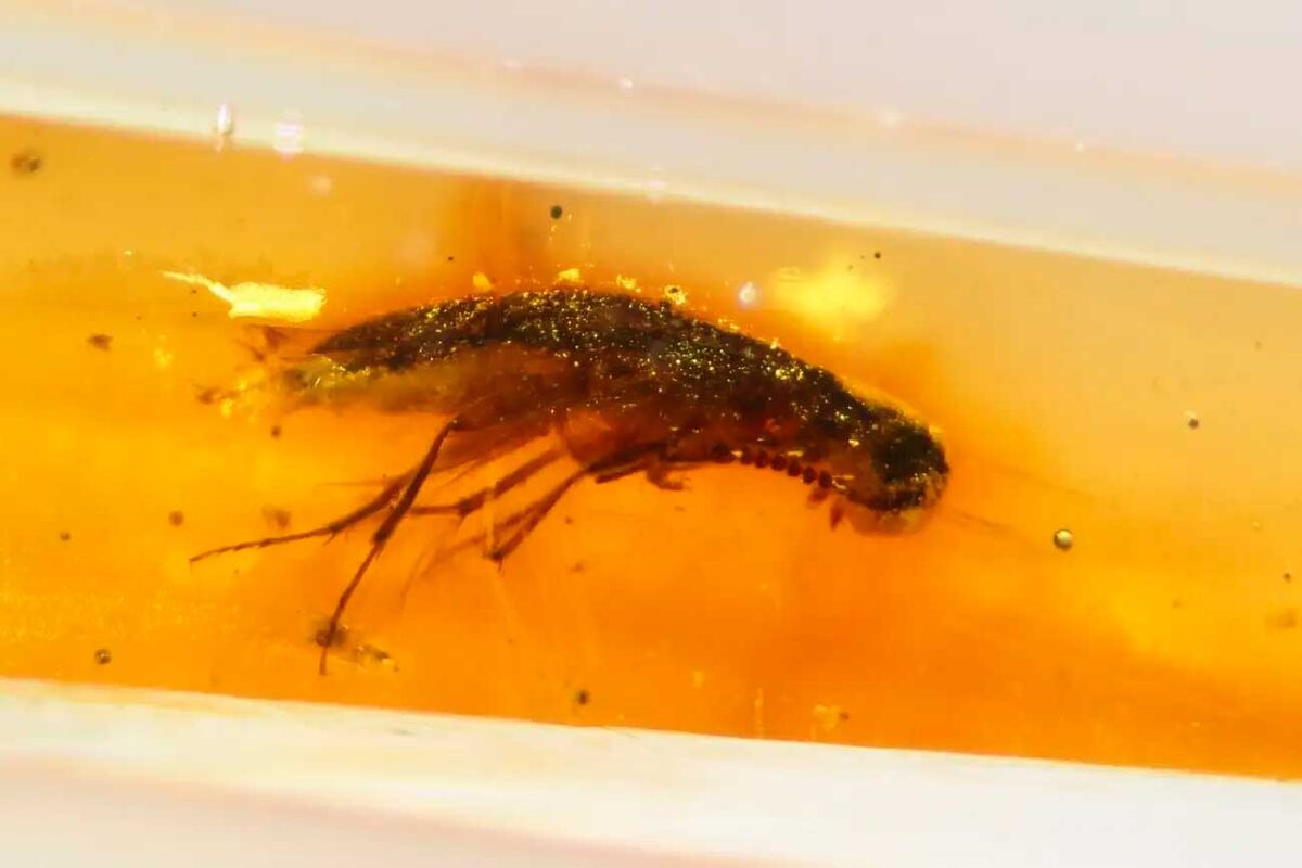    Один из представителей группы Tenebrionoidea, найденный в янтаре / © Enrique Peñalver