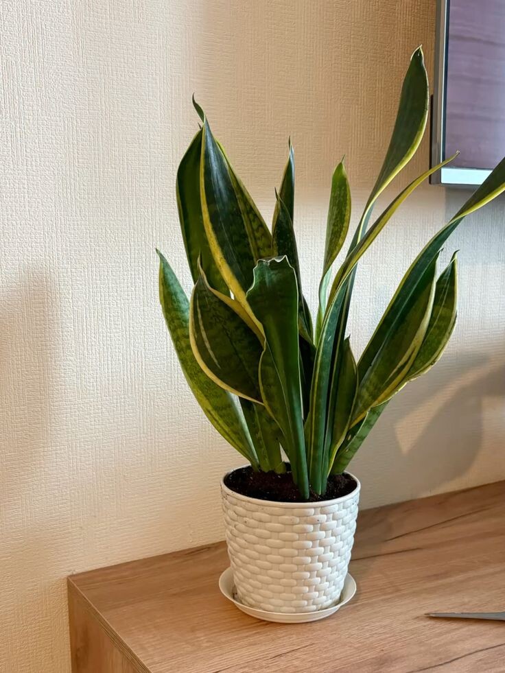 Фото взяты с Pinterest