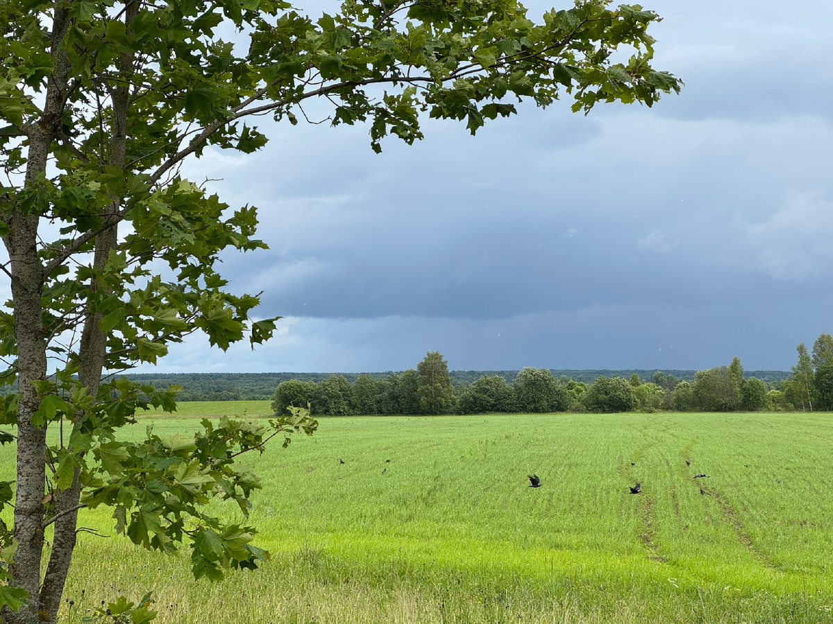 Пейзаж вокруг села Буйлова. Фото автора, июнь 2024 года.