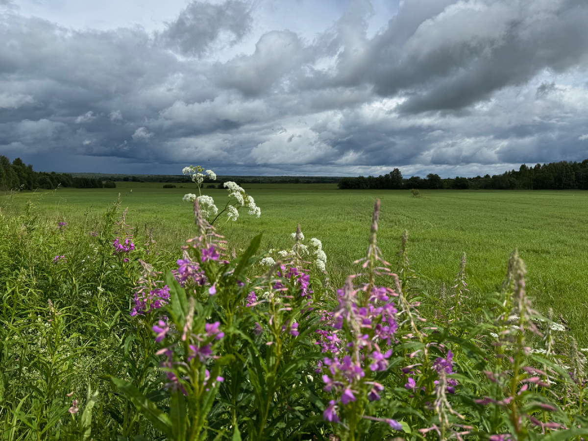 Пейзаж вокруг села Буйлова. Фото автора, июнь 2024 года.