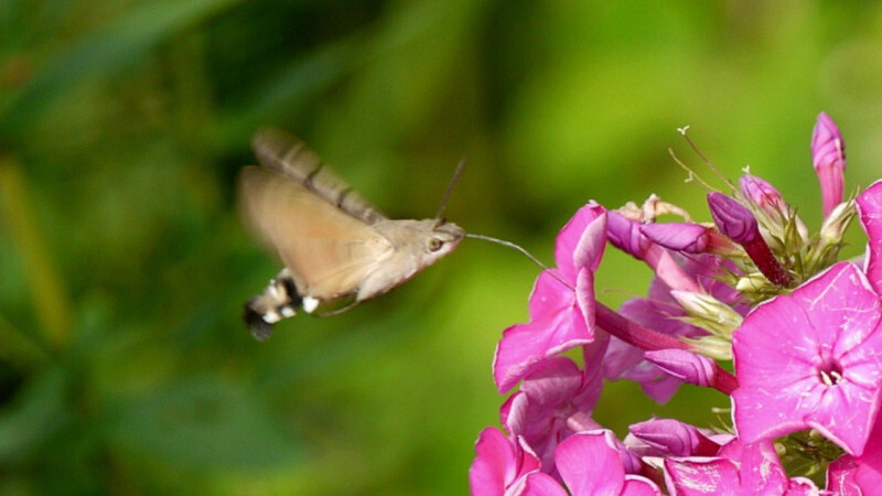    t.me/kazdoytvaripopare