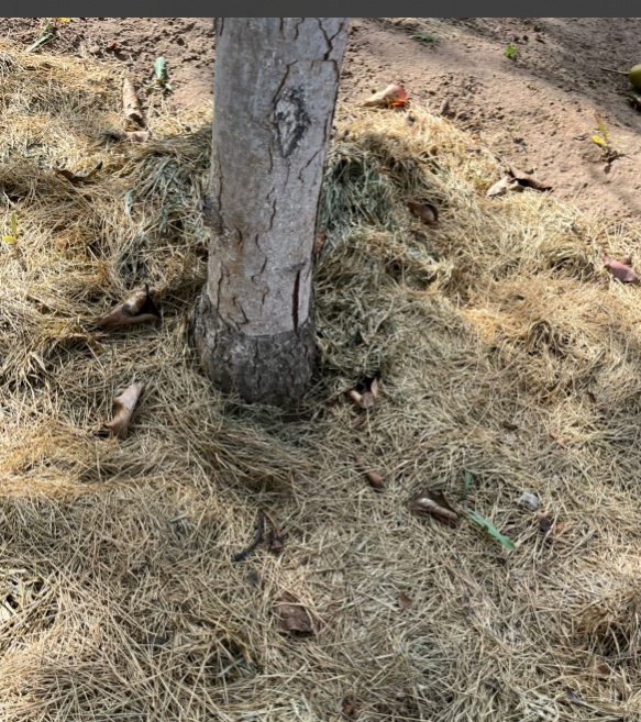 Пример как "укрыто" дерево 