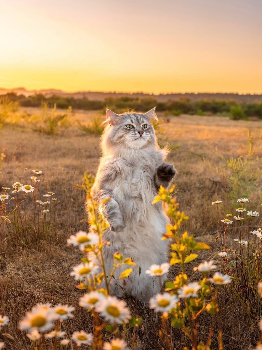 иллюстрация из яндекс картинки