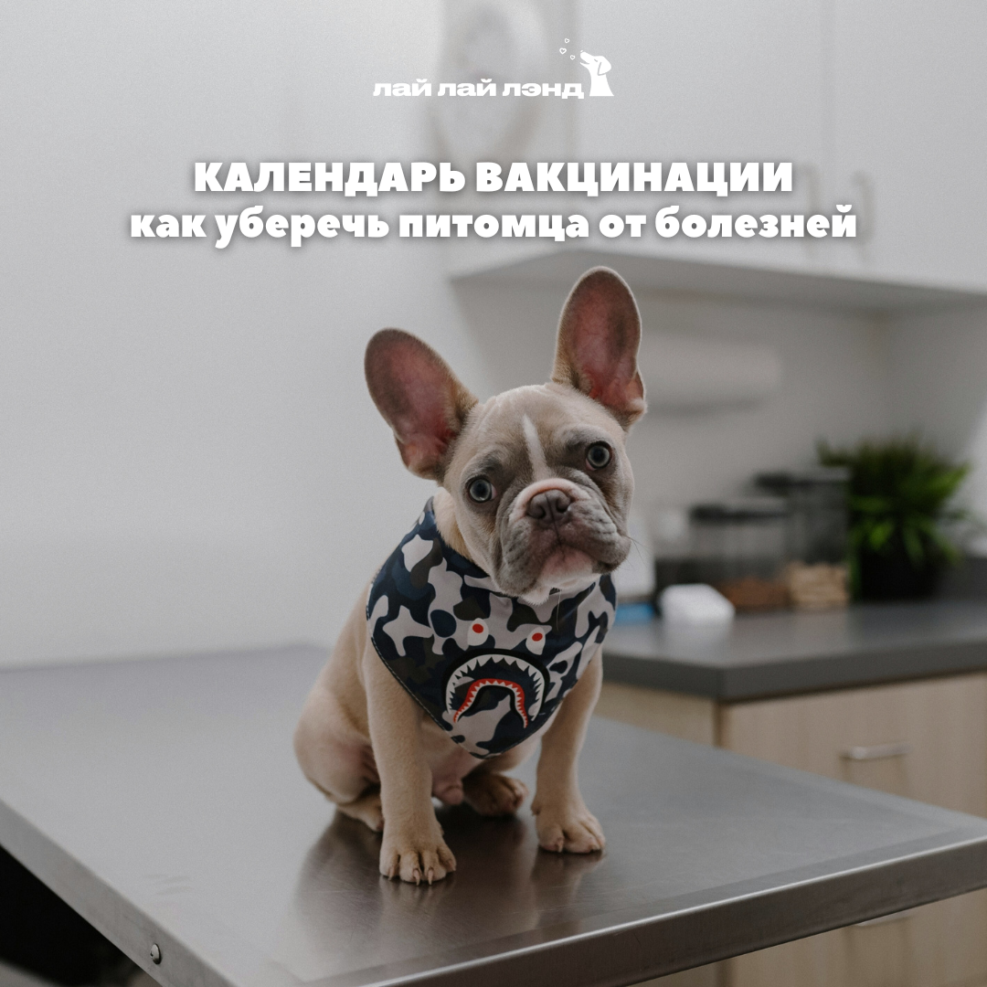 Лай-Лай Лэнд: cамое доброе комьюнити, где собаки — часть семьи 💙
