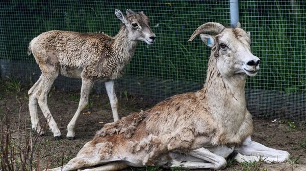    © Sputnik / Евгения Новоженина