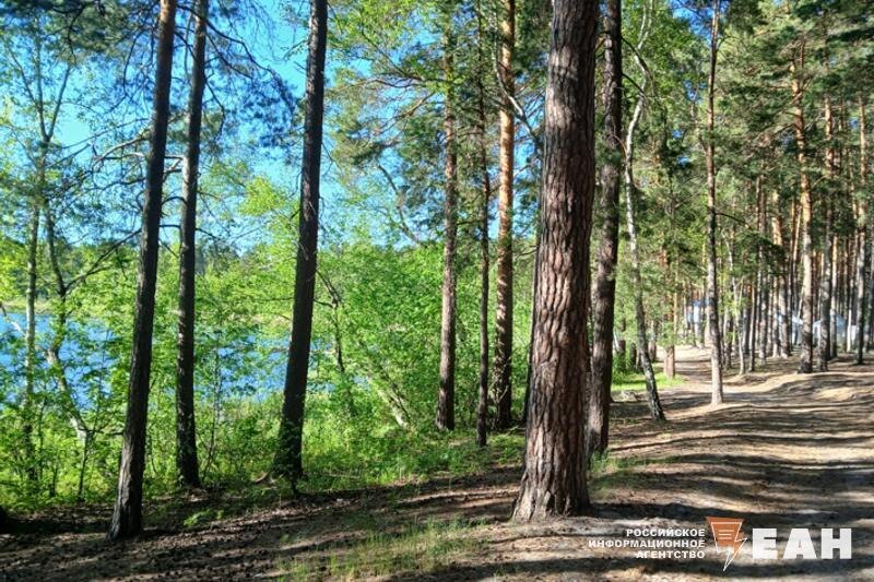    ЕАН. Деревья в лесу