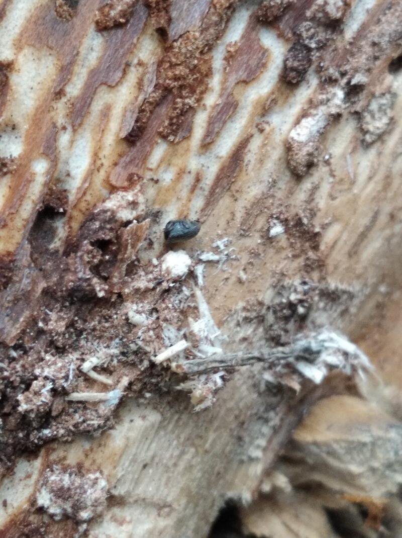    Уральское межрегиональное управление Россельхознадзора. Деревья, поврежденные вредителями