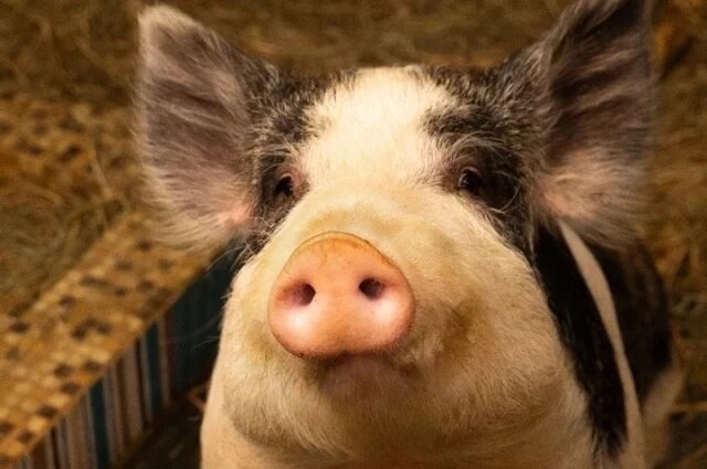    Что такое африканская чума свиней?