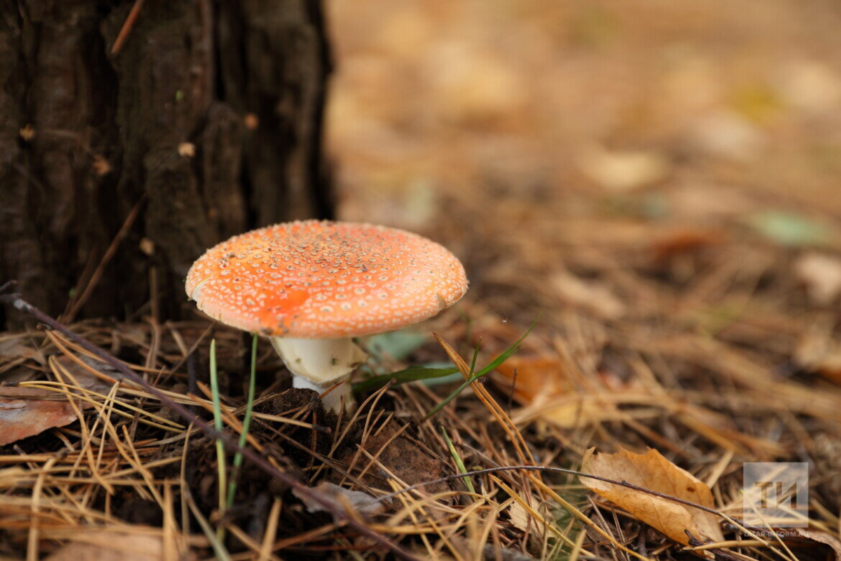    Фото: Челны ТВ, источник: tvchelny.ru