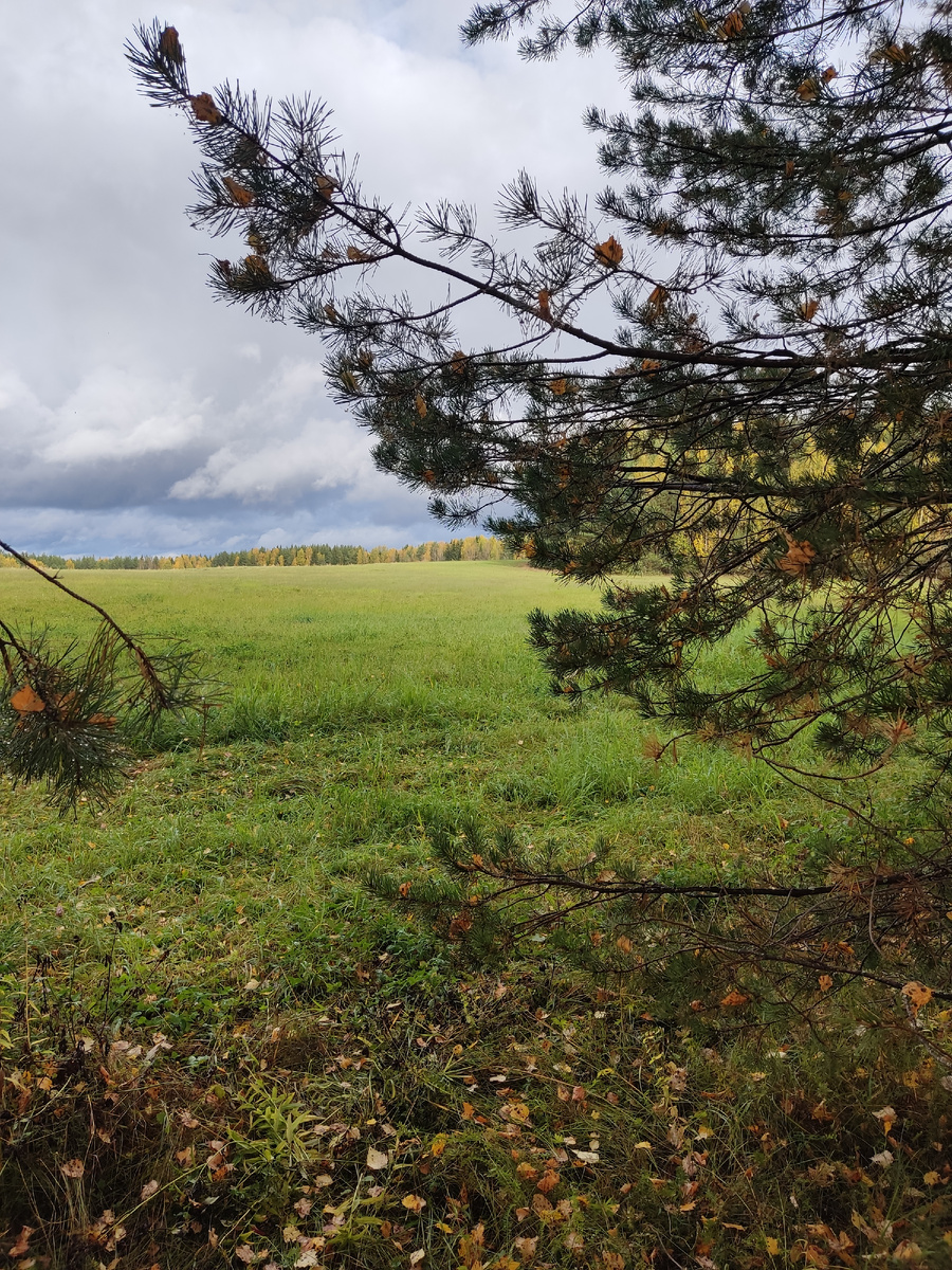 На даче желтеют и облетают листья. 