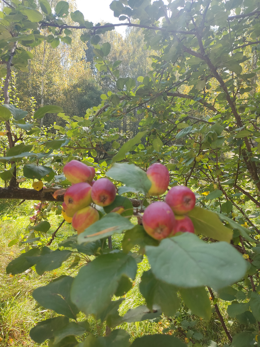 На старой дедовской яблоне дают осенние урожаи, между тем. 