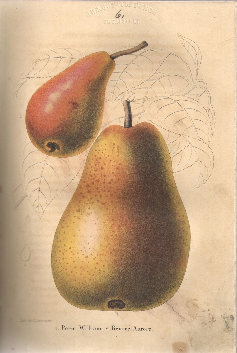 Рисунок плодов груши сортов Williamи Beurre Aurore