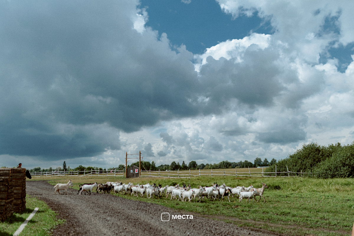 Козочки и козлики