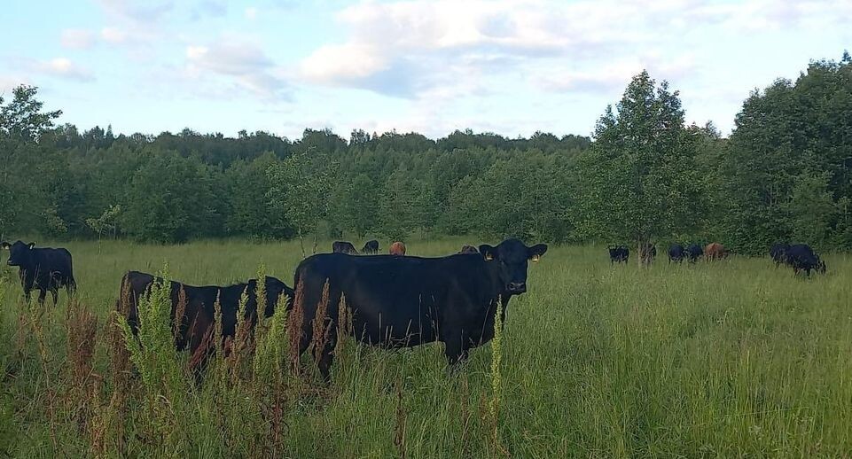    КФХ Акопян Ж.Л.