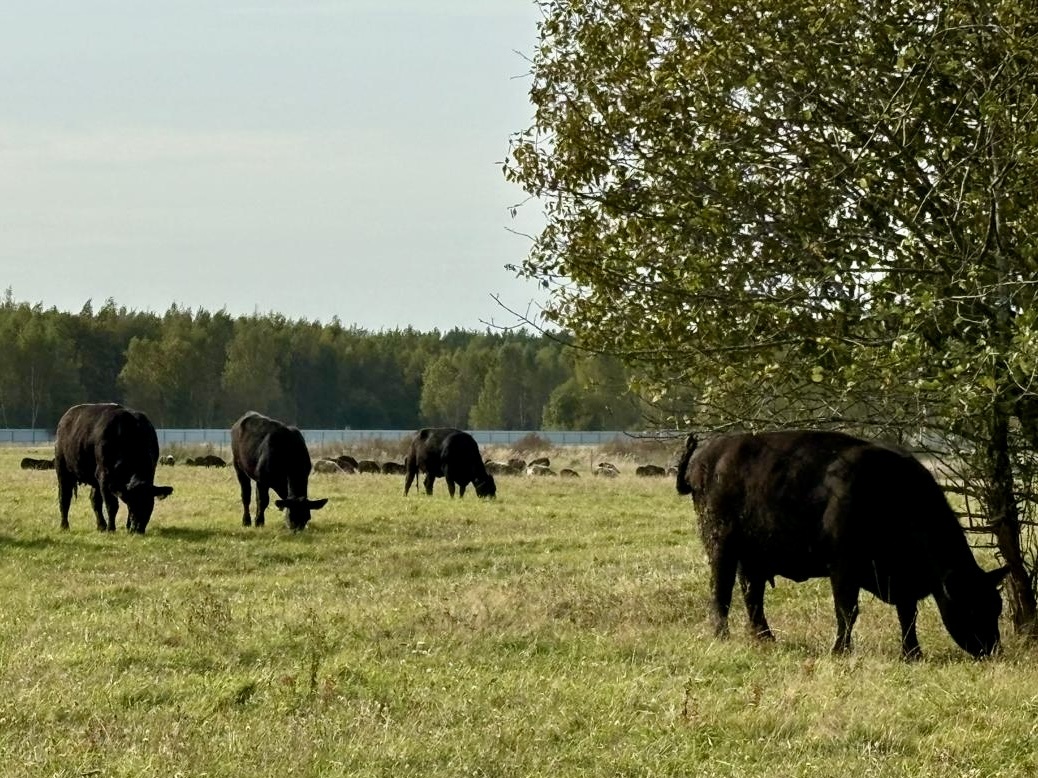Абердины на выпасе. Семейная ферма "Гжельское подворье"