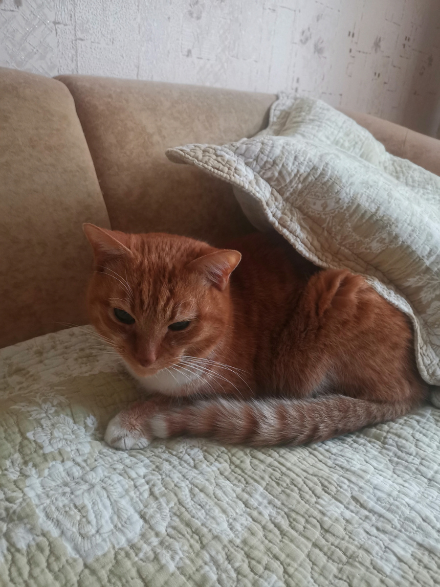 Котя устроился под подушку.