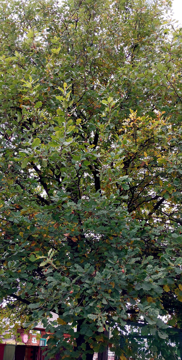 Вот такой красавец (фото автора)