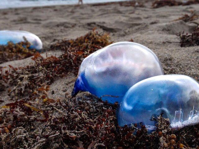    Фото: ТАСС/Zuma/Lannis Waters