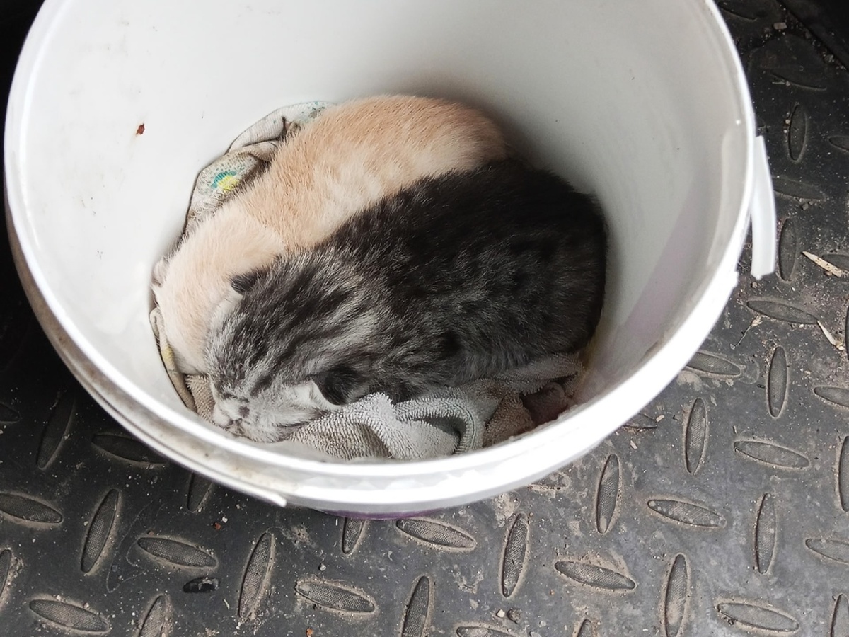 Котят успели спасти