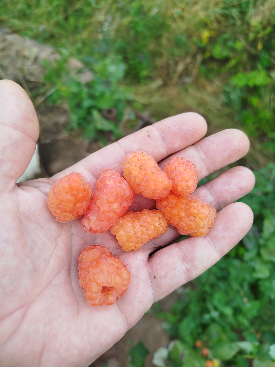 Выглядит аппетитно.