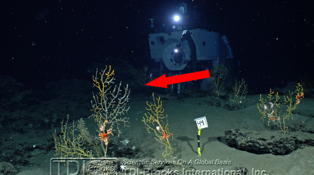    Калипсо Кусто тайна скрытых кадров и загадочные дневники 1980-х