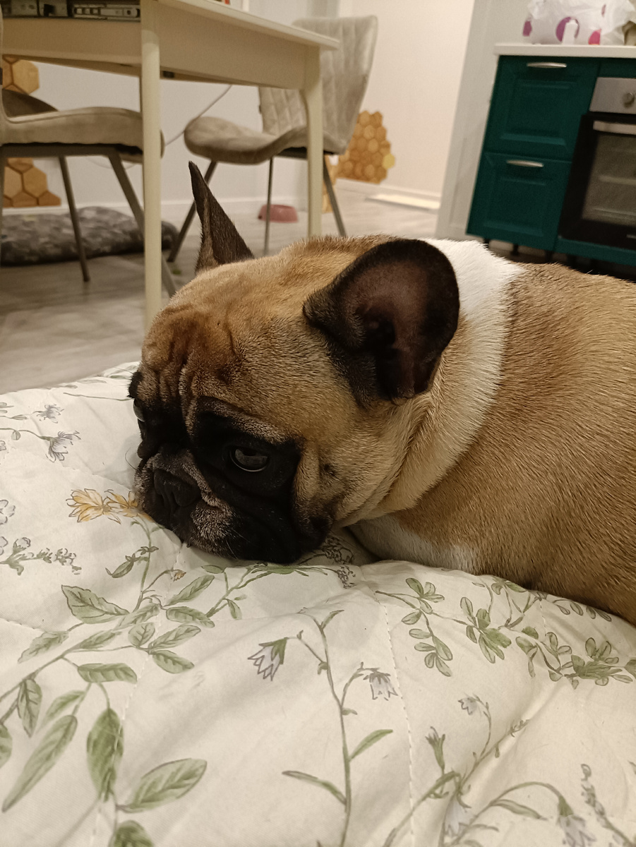 Собака моя за любой кипиш, кроме голодовки