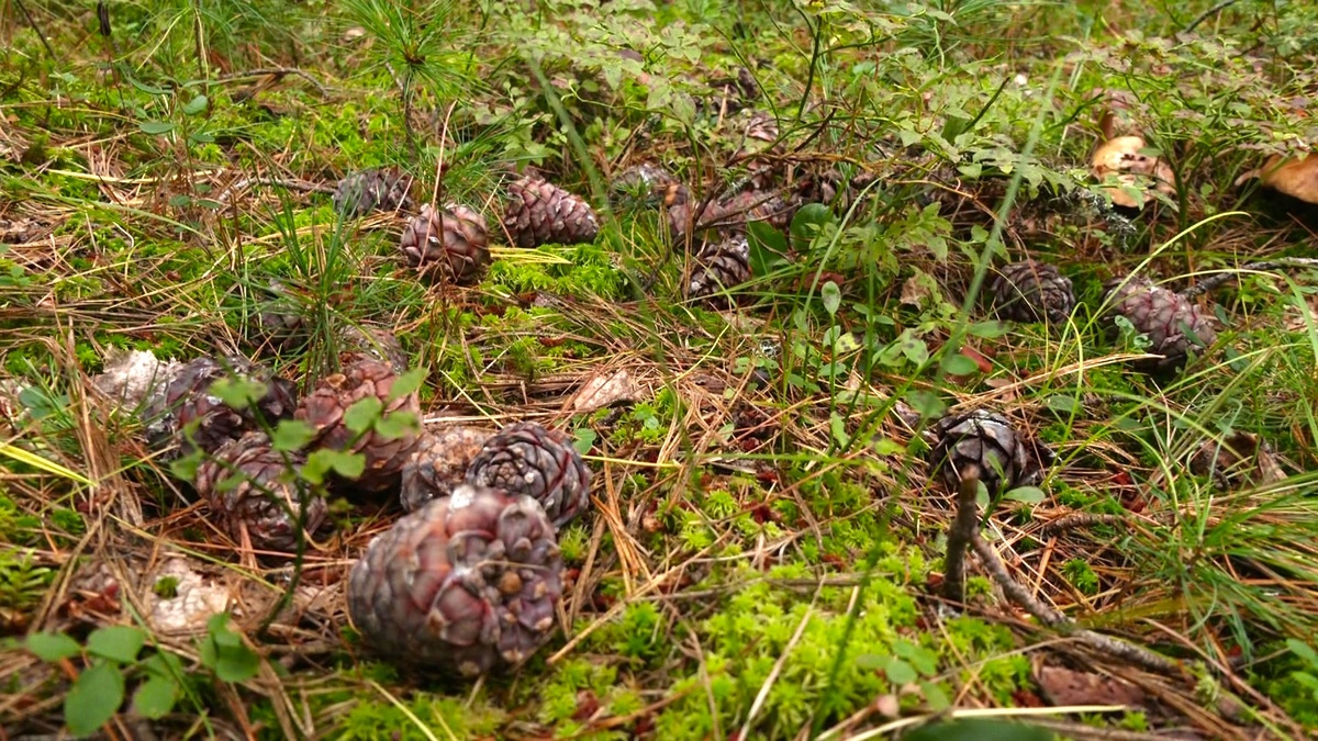    Природнадзор держит на контроле сбор кедровых шишек в лесах Югры