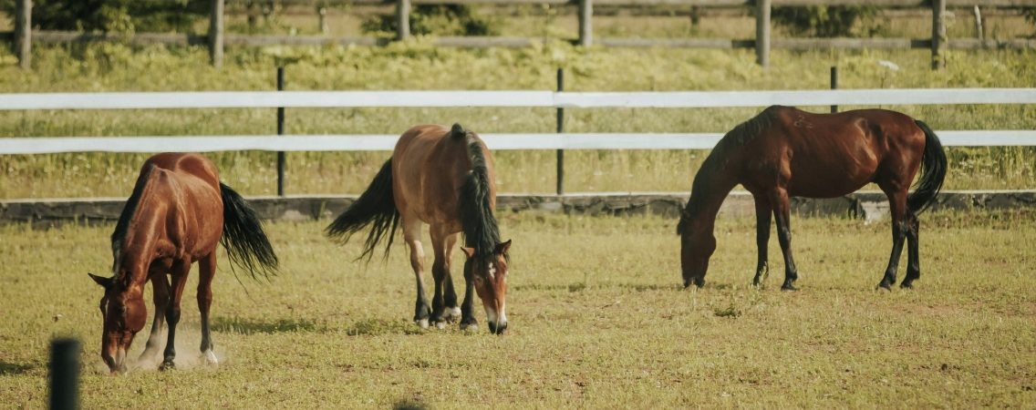 @Экоранчо «Алексеевка»