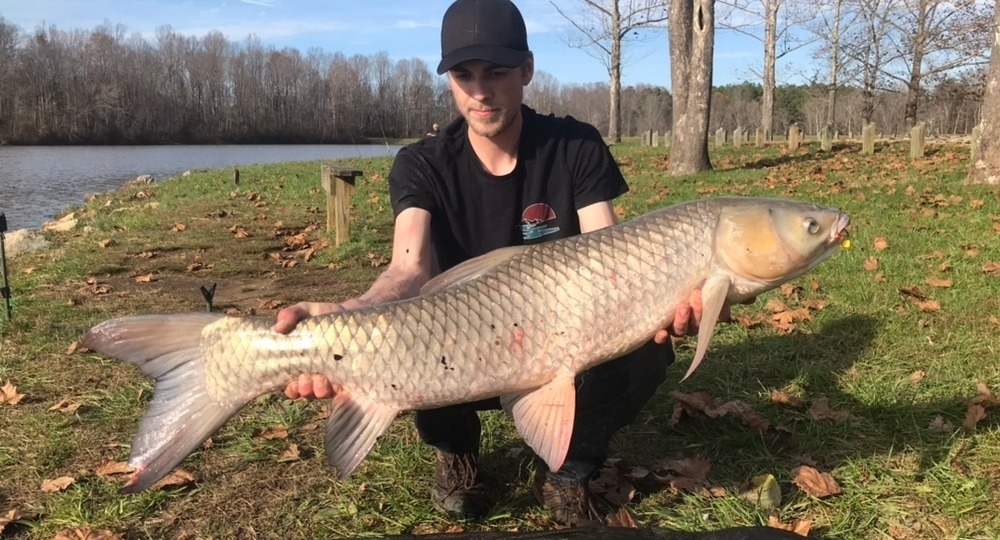 Белый амур: Уничтожает 20 кг травы в сутки. Этот гигант — настоящая газонокосилка от мира рыб!